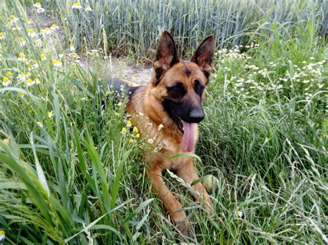 Chien Berger Allemand Neïra du Manoir des Princes