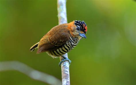 Foto Picapauzinho De Coleira Picumnus Temminckii Por Renato Paiva