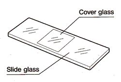 Coverslip Is Put On The Slide Very Gently To Avoid