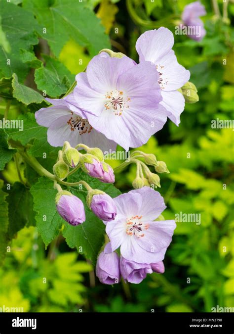 Late Spring Flowers Of The Large Hardy Shrub Abutilon X Suntense A