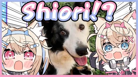 Fuwamoco Found Shiori As A Dog In Real Life 【hololive Eng Sub】 Youtube