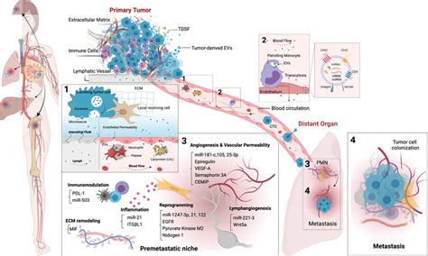 Tumor Extracellular Vesicles Prime Premetastatic Niches The Journey Of