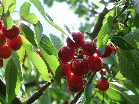 Récolte et conservation des cerises