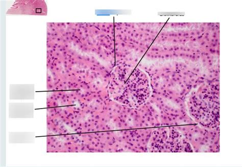 Kidney Histology Diagram Quizlet