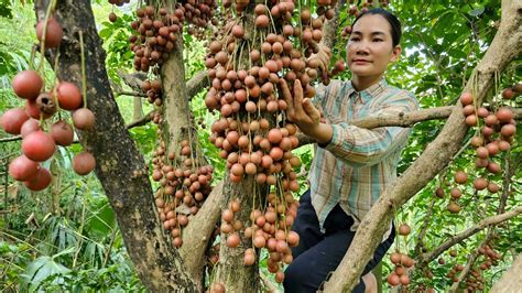 Harvest Fireballs Fruit Go Market Sell Gardening Taking Care Of