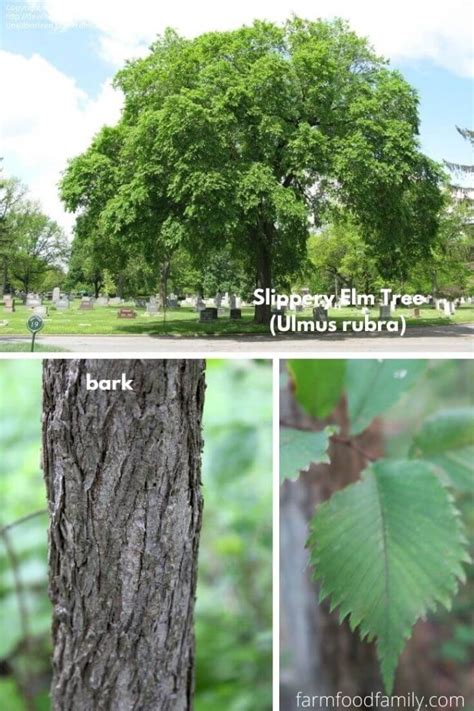 Types Of Elm Trees With Leaves Bark And Pictures Tree