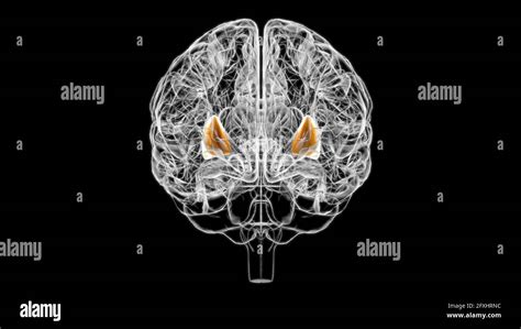 Brain putamen Anatomy For Medical Concept 3D Illustration Stock Photo - Alamy