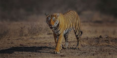 Discover the Majesty of Ranthambore National Park | Tiger Spotting in ...