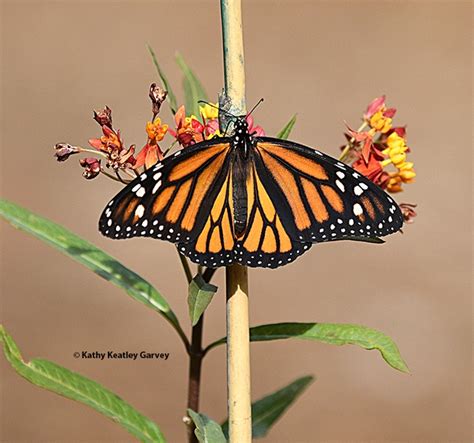 Monarchs On The Move A Migration And A Bohart Museum Open House Bug