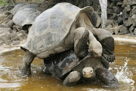 F5 Bichos Tartarugas gigantes de Galápagos voltam para casa após