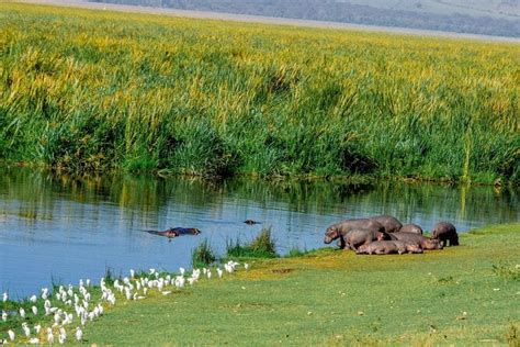 Day Group Joining Safari In Tanzania Shared Safari