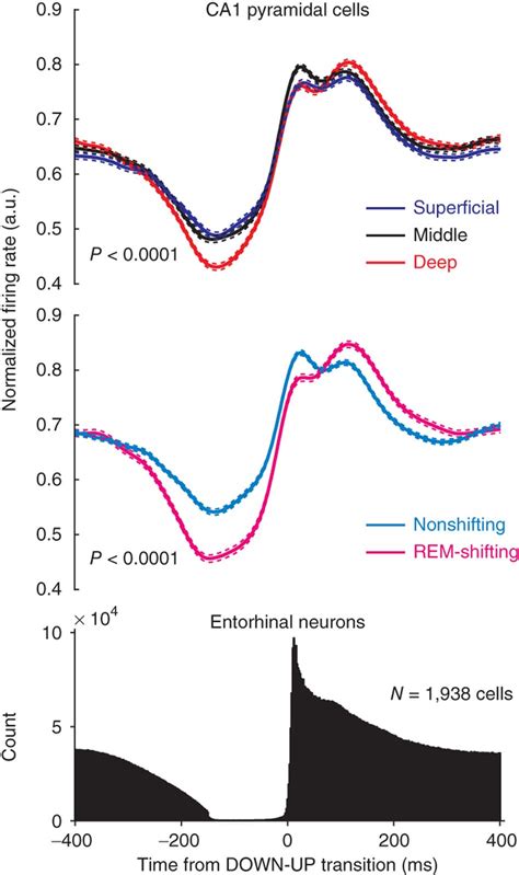 Phase Locking Of Ca Pyramidal Cell Spikes By Slow Oscillations Is