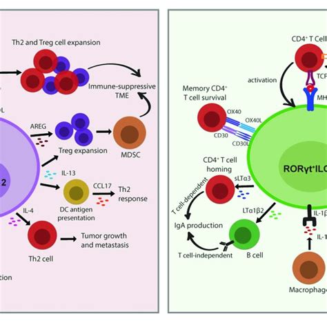 The Plasticity Between Innate Lymphoid Cell Ilc Subsets Mature