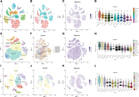 Frontiers Pan Cancer Analysis Identifies Migrasome Related Genes As A