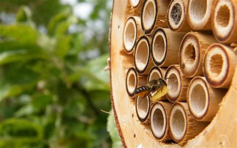 Your Yard Is Already Home To Insects Galore So Why Not Give Bees A