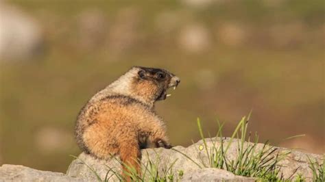 Hoary Marmot Whistling Youtube