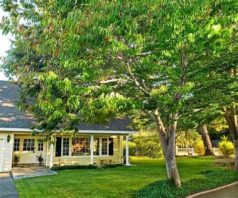 Backyard Shade Trees