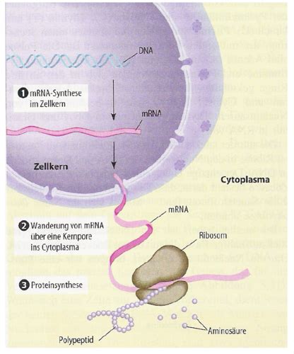 Proteinbiosynthese Karteikarten Quizlet