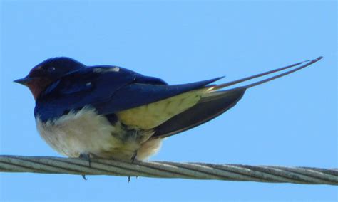 Vlaštovka obecná Hirundo rustica Treking cz