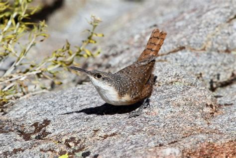 Canyon Wren: Field Guide, Pictures, Habitat & Info - Optics Mag