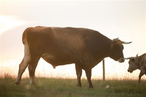 8 Year Old Brown Swiss X Holstein Steer Rcows