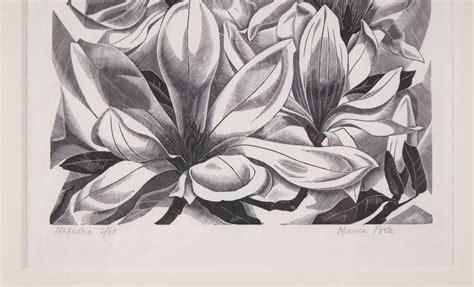 Magnolia By Monica Poole Art On Paper