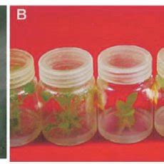 Transgenic tobacco SR-1. A Cell division of protoplast 5 days after... | Download Scientific Diagram