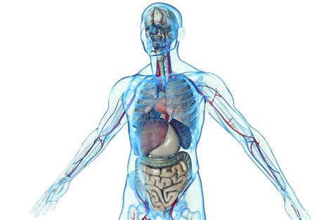 Anatomy Of Male Body Circulatory System Stock Illustration