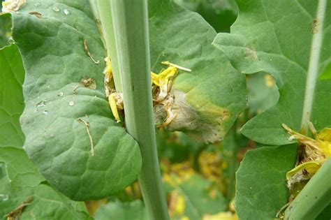 Sclerotinia Stem Rot Of Canola In 2016 Cesar Australia