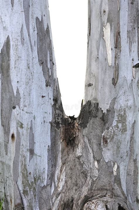 Bifurcated Eucalyptus Tree Trunk Stock Image Image Of Background