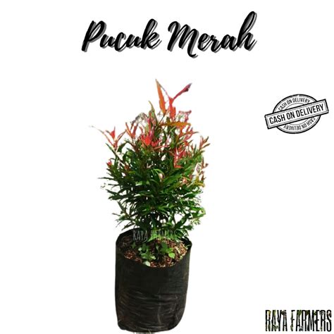 Jual Bibit Tanaman Hias Pucuk Merah Pohon Pucuk Merah Pucuk Merah