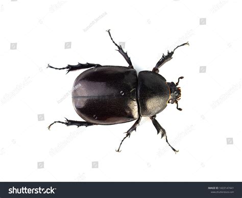 Beetle Top View Over Royalty Free Licensable Stock Photos