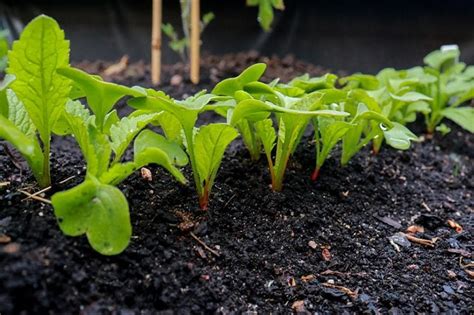 12 Hearty Spring Vegetables To Plant In Texas Garden