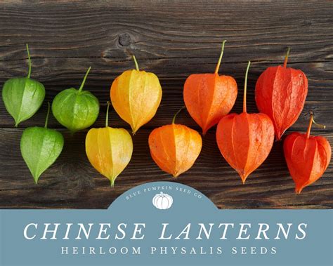 Chinese Lantern Plant Seeds Long-lasting Beauty for Decorative ...