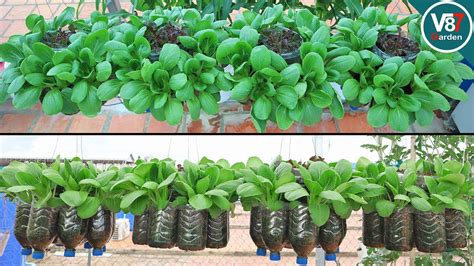 Learn How To Grow Bok Choy In Hanging Bottles At Home Like A Pro Youtube