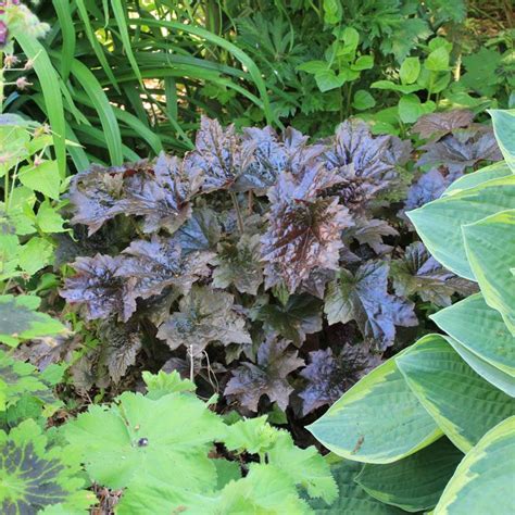 Stauden Stade Versand Shop Heuchera Micrantha Palace Purple