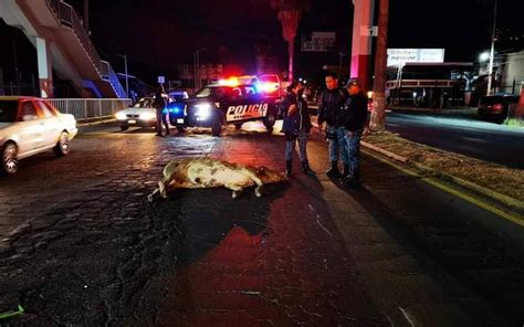 Motociclista Choca Contra Un Toro El Sol De Hidalgo Noticias