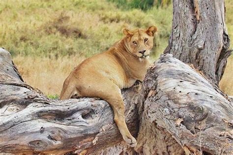 Top Imagen Que Tipos De Leones Hay En El Mundo Abzlocal Mx