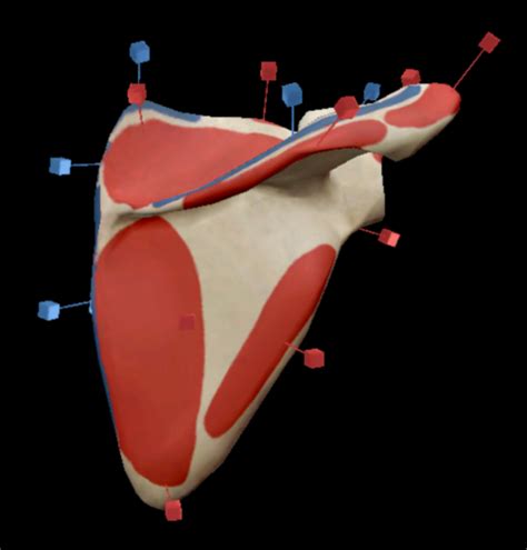 5 Anatomy Scapula Muscle Attachments Latin name and position Umeå