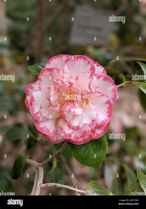 Close Up Of A Beautiful White Pink Camelia Flower At The Botanical