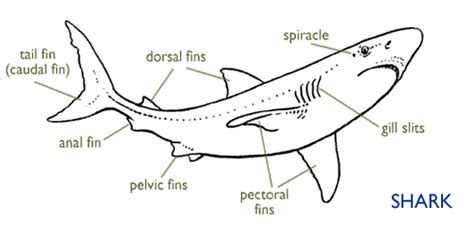 Shark Labeled Diagram