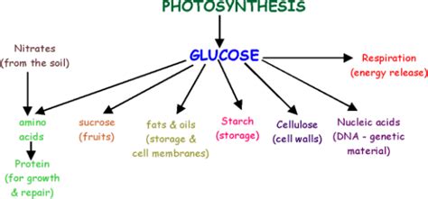 Uses of Glucose after Photosynthesis, what does a plant do with the excess glucose, or what does ...