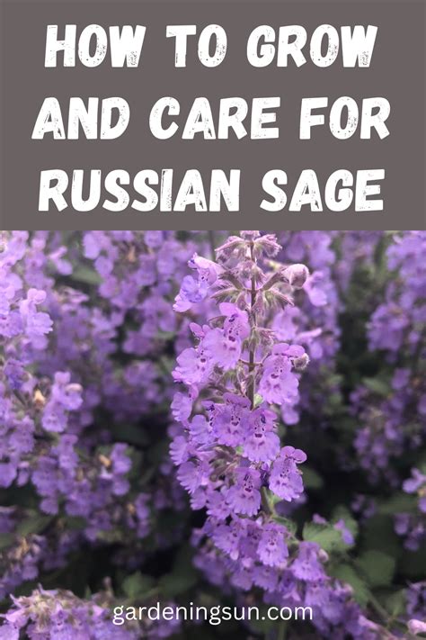 How To Grow And Care For Russian Sage Russian Sage Gardening For