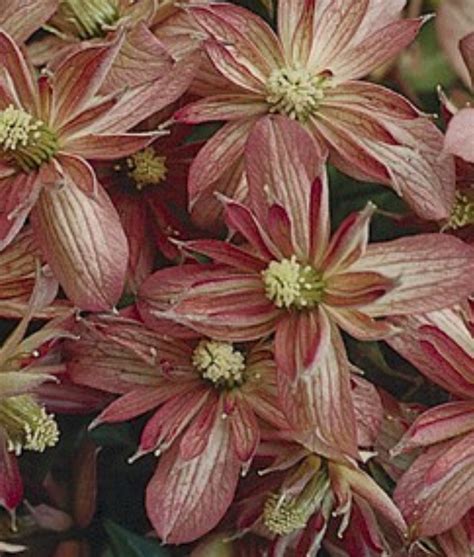 Clematis Montana Marjorie Litre Stewarts Garden Centre