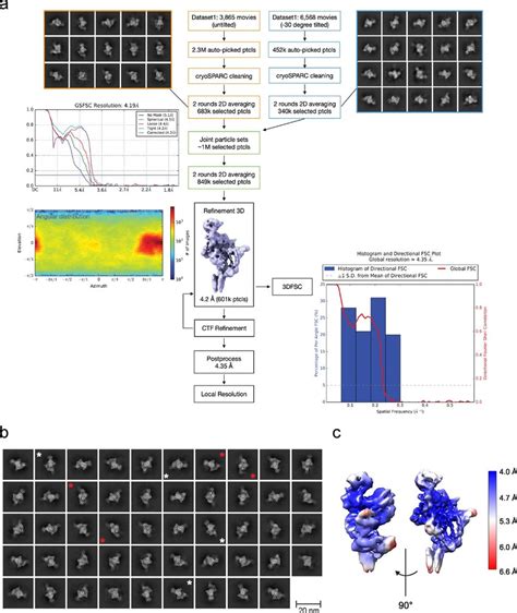 Cryo Em Structure Determination Of Pi Kc N A Cryo Em Image