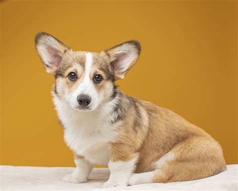 Corgi Puppy Pictures and Facts