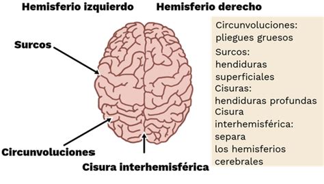 Telencéfalo Labster Theory