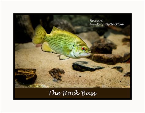 Rock Bass Fish Ph