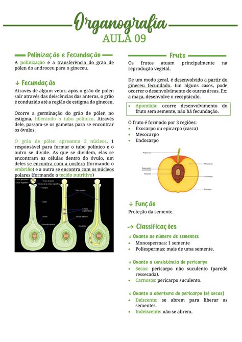 Solution Resumo Organografia Vegetal Poliniza O E Fruto Studypool