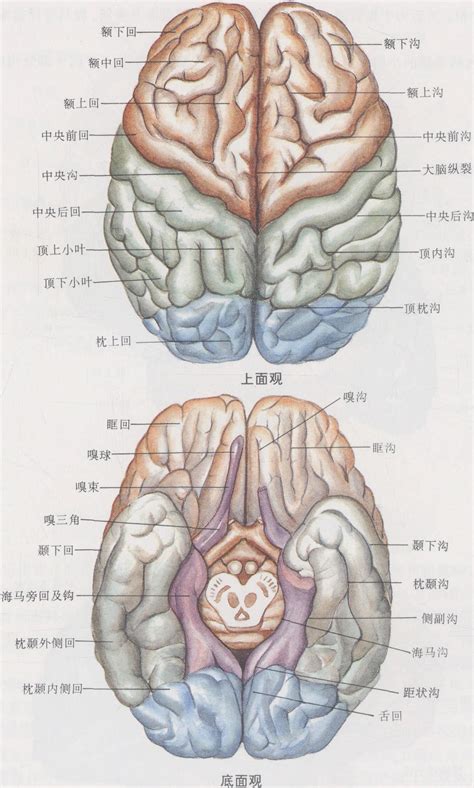 图1 26 大脑半球 一 临床解剖学 医学